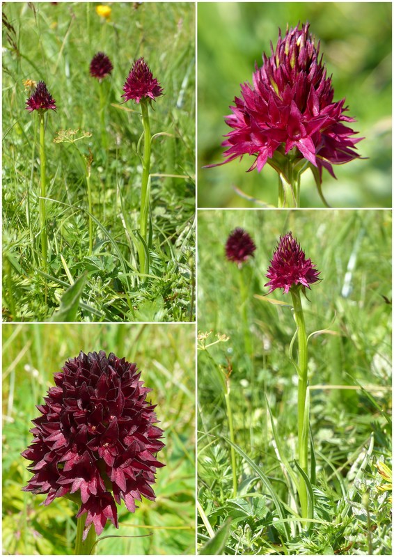 Una giornata a Valparola. Dactylorhiza, Nigritella e grandi montagne!